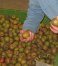 pere_pirola